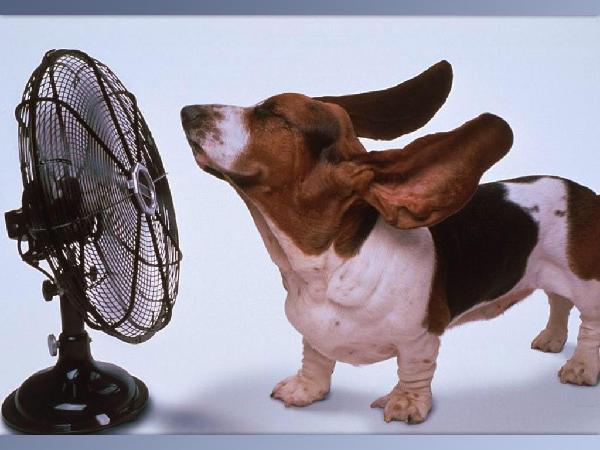 6 Tips to Keep Your Pet Cool For The Summer